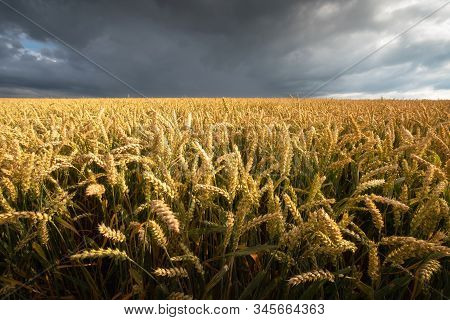 Wheat Field With Cloudy Sky. Agricultural Background.