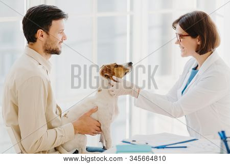 Professional Veterinarian Doctor Makes Checkup Of Jack Russel Terrier Dog In Clinic, Wears White Coa