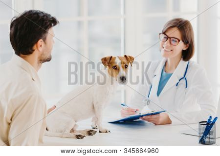 Dog Owner Comes With Heart Diseased Animal To Vet For Checkup. Jack Russell Terrier Sits At Examinat