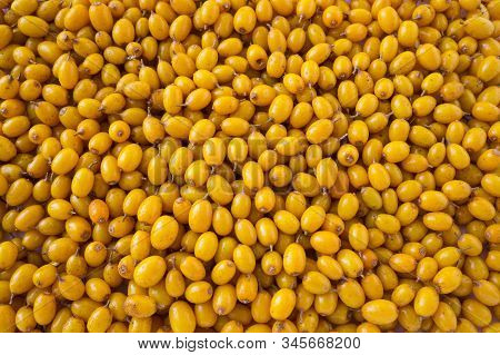 Sea-buckthorn Background. Ripe And Fragrant Sea-buckthorn. Fresh Yellow Berry With Leaves. Fresh Ber