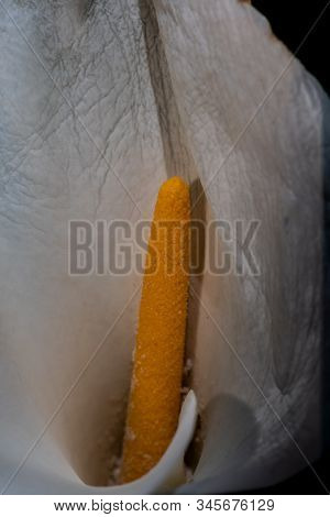 Selective Focus On The Spadix Of A Calla Lilly In Nature, Showing A Portion Of The Spathe