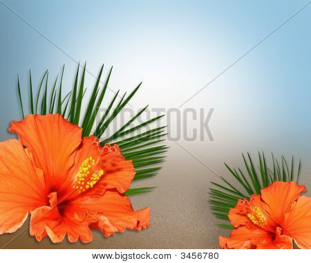 Fiori di ibisco tropicale sulla sabbia