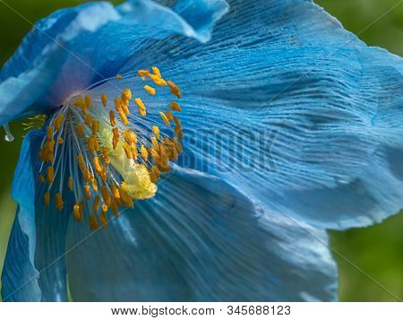 Blue Himalayan Poppy Growing In Botanical Garden In Washington