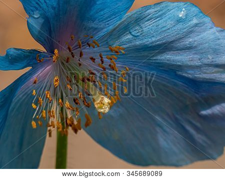 Blue Himalayan Poppy Growing In Botanical Garden In Washington