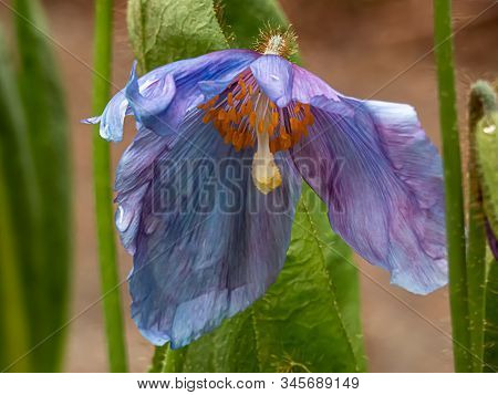 Blue Himalayan Poppy Growing In Botanical Garden In Washington
