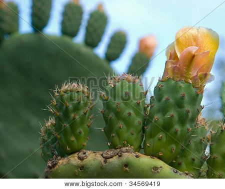 Prickly Pear Cactus Wave