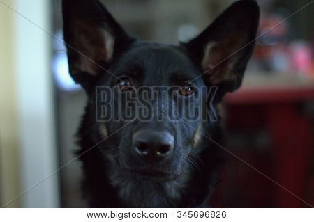 Portrait Of A German Sheppard Puppy Dog