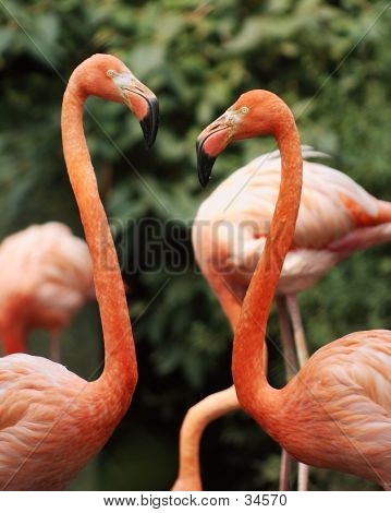 Flamingos no amor