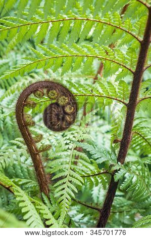 New Zealand Silver Fern Unfurling Frond With Blurred Background