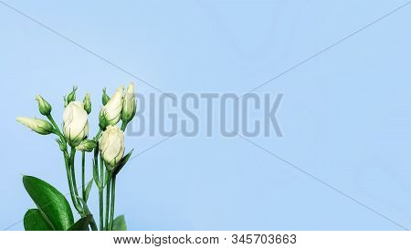 Delicate White Blossom Eustoma Flowers On Tender Blue Background, Banner With Copy Space. Natural Fl