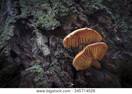Flammulina Velutipes Edible Orange Mushroom Growing On A Tree. Micology