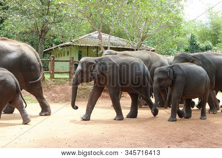 Elephants Parading Through The Street At Pinnawala, Sri Lanka