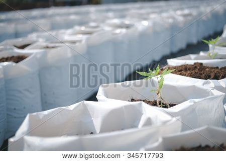 Growing Cannabis Marijuana Herb Plant In Outdoor Farm