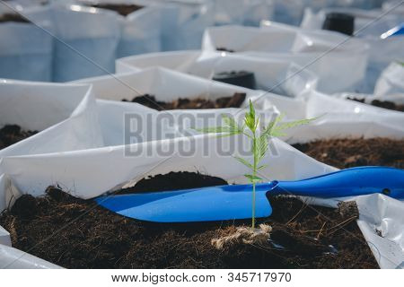 Growing Cannabis Marijuana Herb Plant In Outdoor Farm