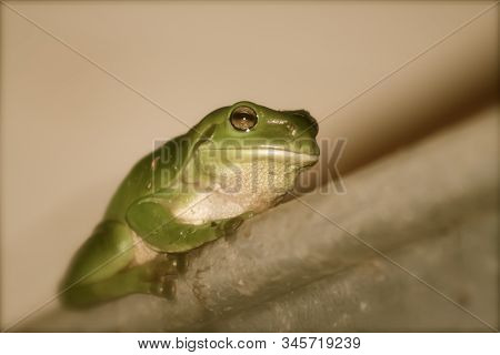 Took A Close Up Of A Frog At Oxley Island