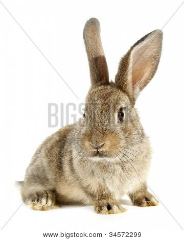 Brun kanin bunny isoleret på hvid baggrund