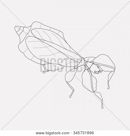 Leaf Insect Icon Line Element. Vector Illustration Of Leaf Insect Icon Line Isolated On Clean Backgr