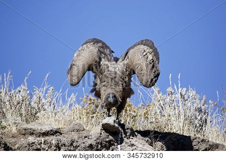 Andean Condor (vultur Gryphus) Taking Off From Cliff. Colca Canyon, Peru