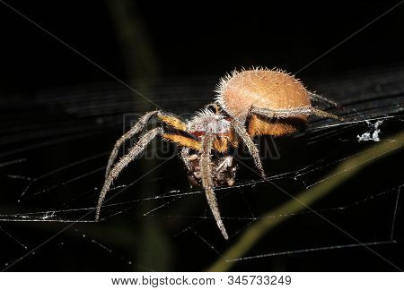 Tropical Orbweaver (eriophora Ravilla) Feeding In Its Net. Tambopata, Amazon Rainforest, Peru