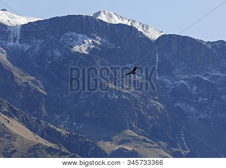 Andean Condor (vultur Gryphus) Flying Over Colca Canyon, Against Cliffside And Glacier Mountains. Co
