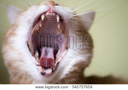 Cat Showing Yawn Teeth. Funny Red Cat In Cozy Home Atmosphere. Lying Tabby Ginger Cat. Looking Ginge