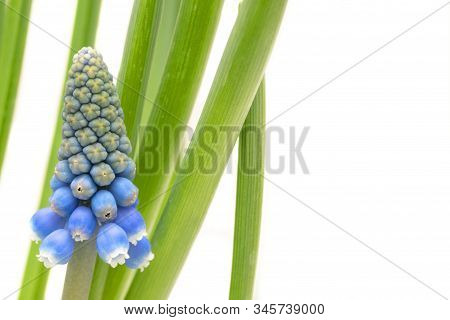 One Blue Muskari Flower With Green Leaves