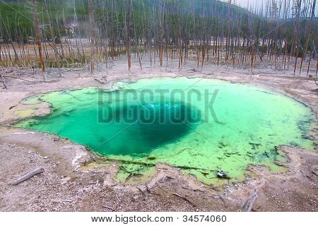 Cisterna primavera di Yellowstone