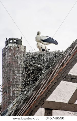White Stork (ciconia Ciconia) Nesting On The Roof, Hochstadt, Bavaria, Germany. Animal Scene.