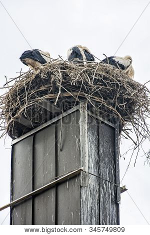 White Stork (ciconia Ciconia) Nesting On The Roof, Hochstadt, Bavaria, Germany. Animal Scene.