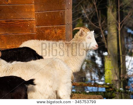 White Goat Male (billy Goat) In Herd Of Goats In Winter Time Enjoying Sun