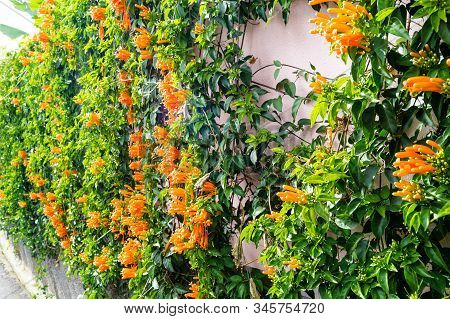 The African Orange Trumpetflower Bignoniaceae At Madeira