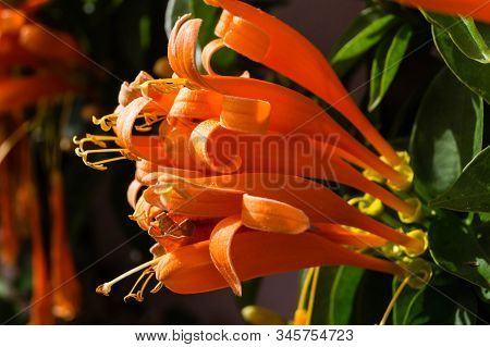 The African Orange Trumpetflower Bignoniaceae At Madeira