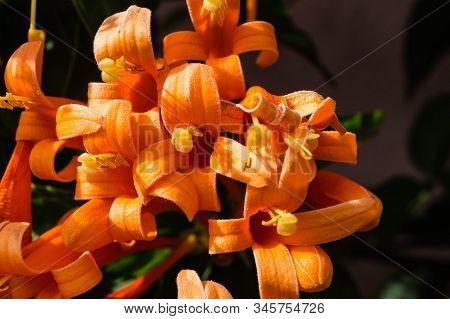 The African Orange Trumpetflower Bignoniaceae At Madeira