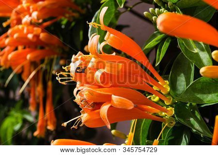 The African Orange Trumpetflower Bignoniaceae At Madeira