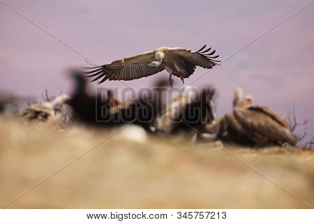 The Cape Griffon Or Cape Vulture (gyps Coprotheres) Landing On The Rock Into The Middle Of A Flock O