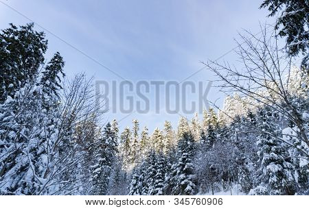 View At Winter Blue Calm Sky Up, From Down. Tops Of Trees Are In Snow. Winter Cold Concept. Good Bac