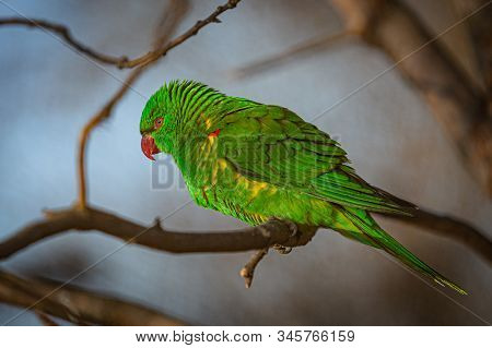 Green And Yellow Scaly-breasted Lorikeet With Red Eyes And A Beak Perching On A Twig On A Sunny Day.