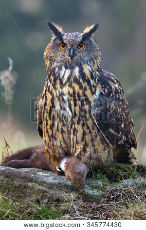 The Eurasian Eagle-owl (bubo Bubo) With Prey. Eagle Owl With Marten In Claws.