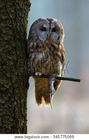 The Tawny Owl Or Brown Owl (strix Aluco) Sitting On A Branch In A Coniferous Forest With Prey. Owl W