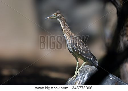 The Black-crowned Night Heron (nycticorax Nycticorax), Commonly Night Heron, Young Birds On The Ston