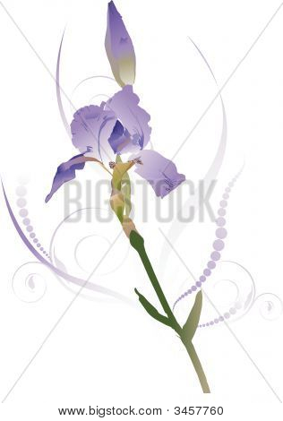 Iris1