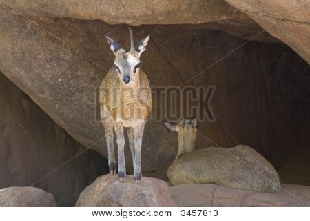 Klipspringers