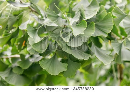Ginkgo Biloba Tree Leaf Green Closeup. Herbal Medicine Concept. Natural Background