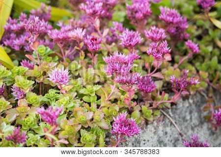Caucasian Stonecrop (sedum Spurium) In Garden. Natural Floral Background