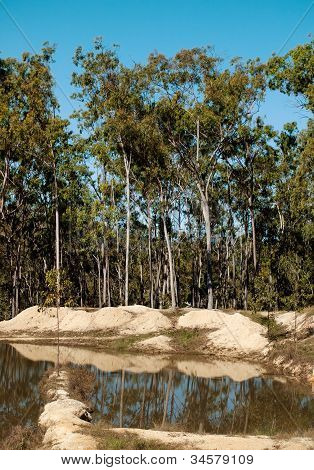 Gomme australienne typique des arbres Azur paysage