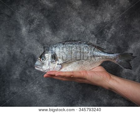 Holding A Raw Fish Isolated On Gray Background