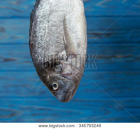 Fresh Dorado Fish On Blue Wooden Vintage Background. Place For сooking Fish Recipe