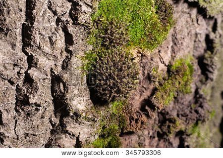 The Bark Of A Tree Is Covered With Moss. Stock Photo Texture Of A Tree Bark.