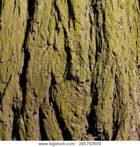 The Bark Of A Tree Is Covered With Moss. Stock Photo Texture Of A Tree Bark.