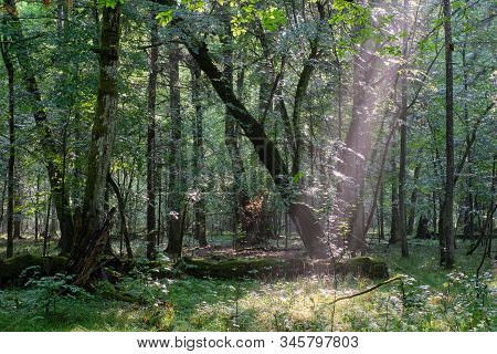 Natural Deciduous Stand In Summer Mist